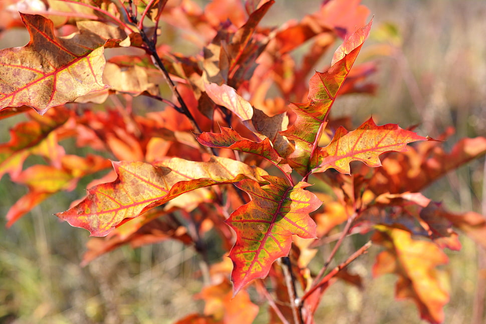 red and yellow leaf plant HD wallpaper