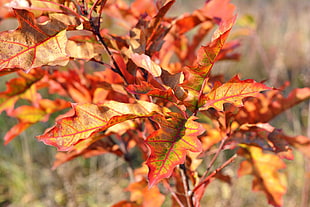red and yellow leaf plant