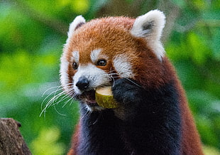 Red panda,  Fiery panda,  Food HD wallpaper