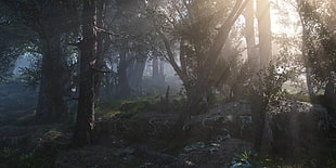 photo of forest during daytime, forest, sunlight, render, digital art