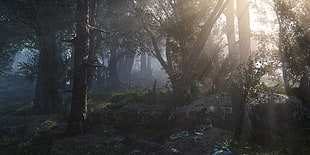 photo of forest during daytime, forest, sunlight, render, digital art