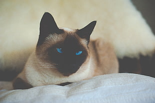 siamese cat, Cat, Siamese, Blue-eyed HD wallpaper
