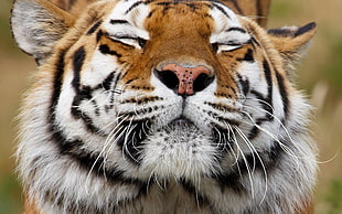 selective focus photography of Tiger bust