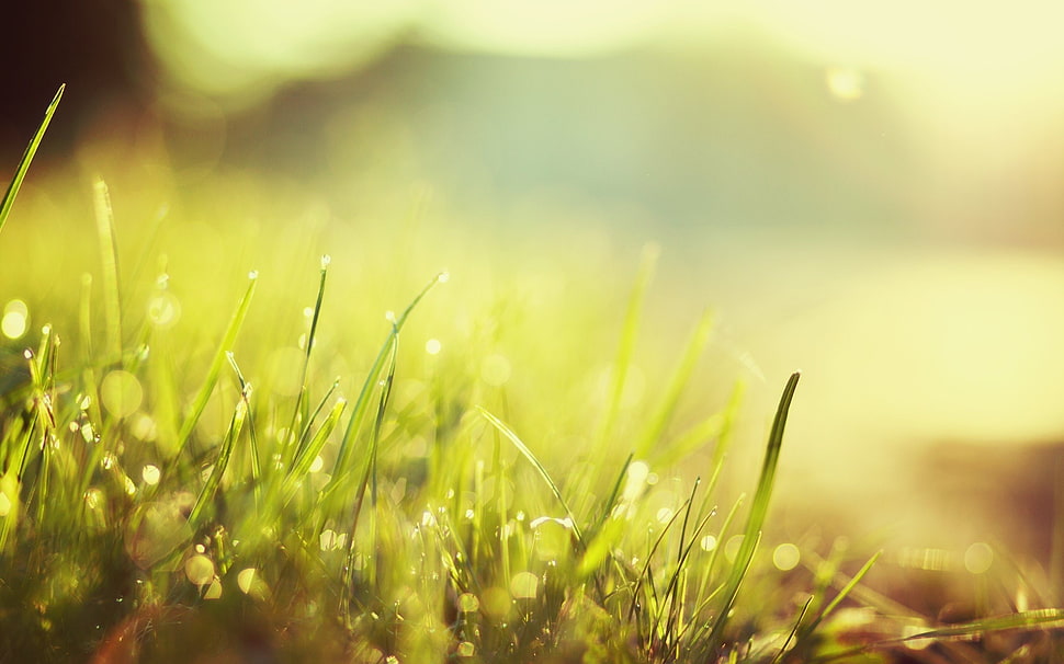 green grass, nature, grass, morning, macro HD wallpaper