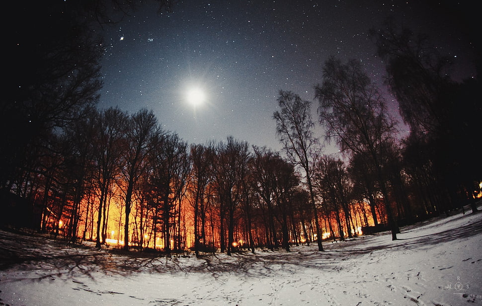 snowcapped road with trees taken during night time HD wallpaper