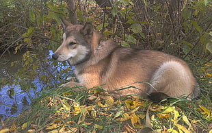 tan dog prone lying near river and plants at daytime HD wallpaper