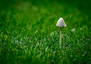 white mushroom on green lawn grass