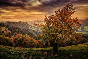 green and brown leafed tree, trees, fall