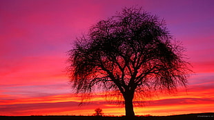 silhouette of lone tree wallpaper, trees, sunset, sky, shilouettes