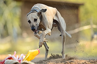 tan greyhound running at daytime