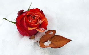 shallow focus photography of red rose on snow during daytime