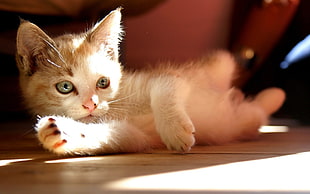 brown kitten leaning on brown wooden surface