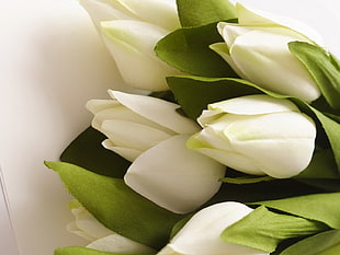 white tulips flowers HD wallpaper