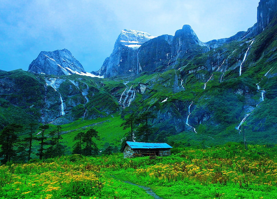 barn surrounded by flowers near at high mountains HD wallpaper