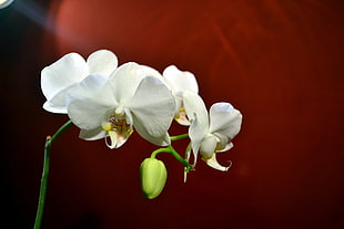 white flowers, flowers, nature, orchids