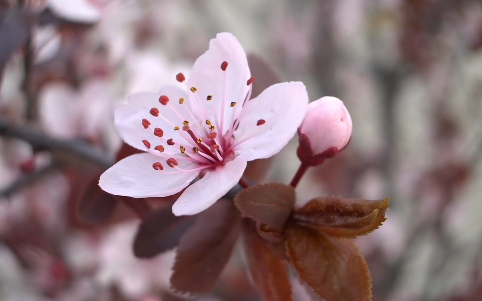 selective focus photography of pink petaled flowers with brown leaves HD wallpaper