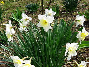 white-and-yellow Daffodil flowers HD wallpaper