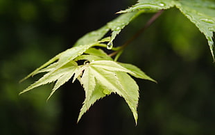 macro shot photography of green leaf