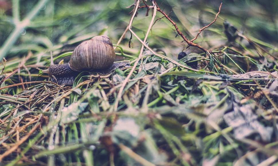 brown snail, Snail, Shell, Antennae HD wallpaper