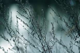 selective focus photography of gray plant