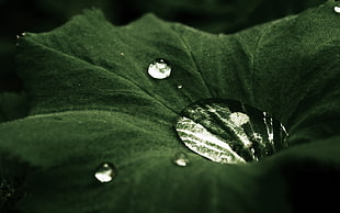green plant leaf with droplets in close-up photo