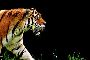 Tiger walking on grass HD wallpaper