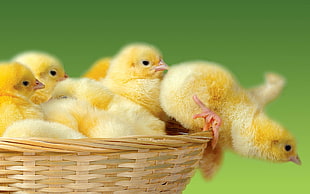 selective focus of yellow chicks on wicker basket
