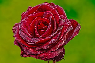 selected focus photo of red rose