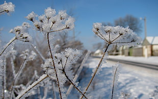 white coated snow flowers