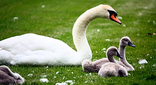 swan leaning in lawn field beside ducklings during daytime HD wallpaper