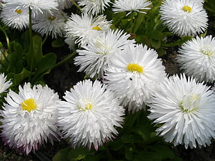 white-and-yellow petaled flowers