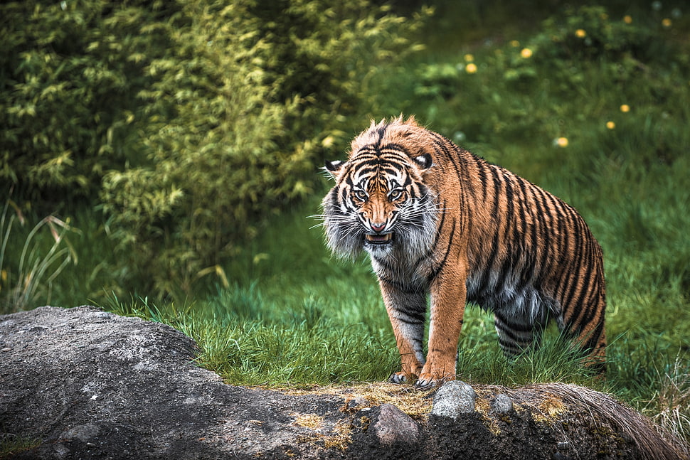 Tiger on grass land during daytime HD wallpaper