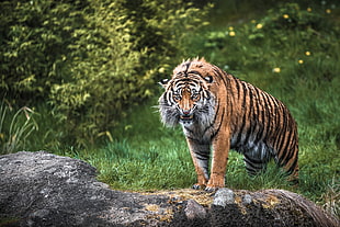 Tiger on grass land during daytime