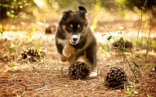 brown and grey long-coated puppy beside pinecones at daytime