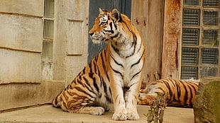 tiger sitting near wall