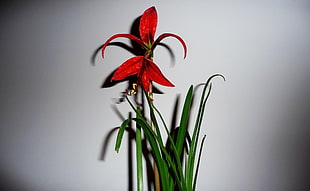 photograph of red flower