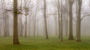 green grass field with withered trees cover with fog