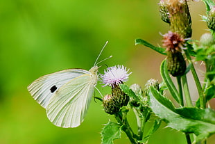 white butterfly perched on flower HD wallpaper