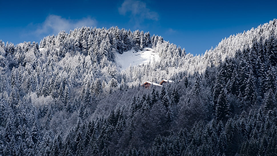 trees with white snow under white and blue sky HD wallpaper