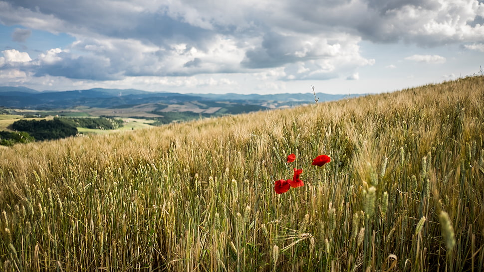red flowers surrounded by green plants under white cloudy sky, tuscany, volterra, pisa HD wallpaper