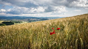 red flowers surrounded by green plants under white cloudy sky, tuscany, volterra, pisa