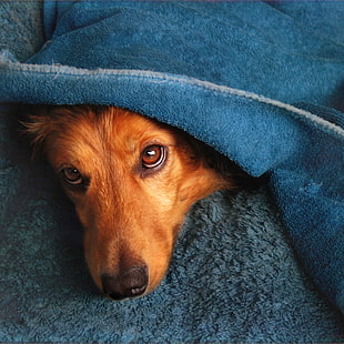 red long-coated Dachshund lying on wrap by blanket