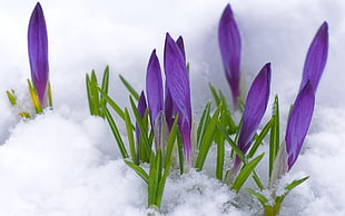 selective focus photography of purple Glory-of-the-snow flower covered with snow