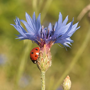 shallow focus photography of ladybird on purple petaled flower during daytime, corn