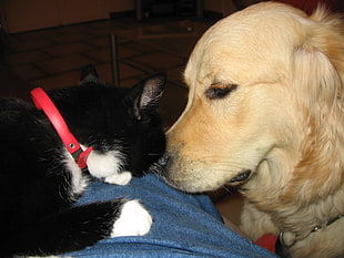 photo of adult light Golden Retriever and black and white cat