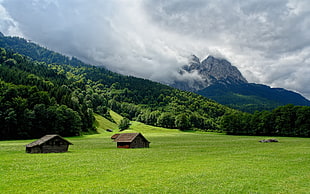green grass field