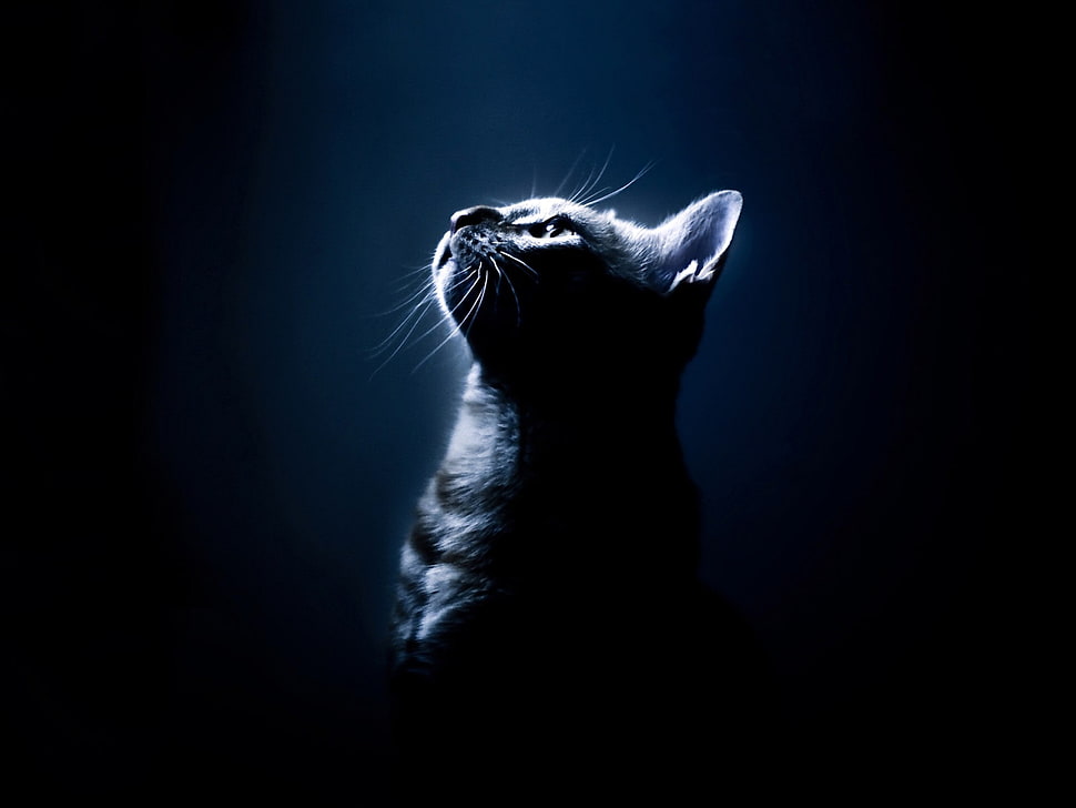 gray cat against black backgroud HD wallpaper