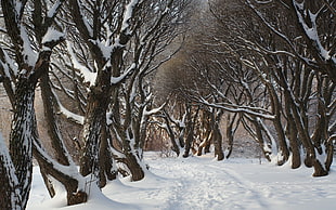 leafless trees, nature, trees, snow, winter