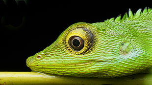 close-up photography of green Chameleon perched on branch