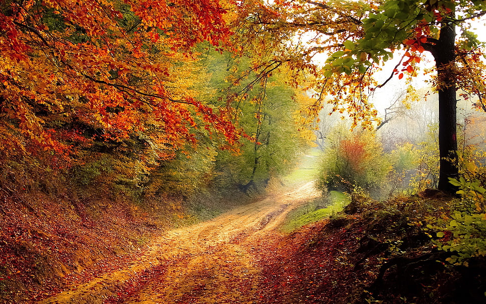 green and brown tree, fall, road, trees HD wallpaper